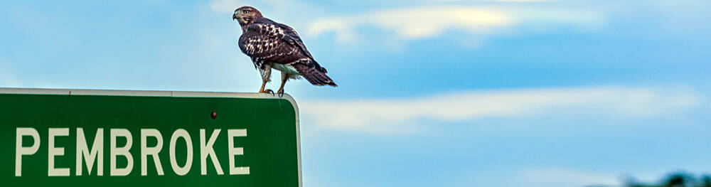 Hawk perched on Pembroke Highway sign